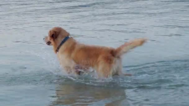 Golden Retriever Perro Jugando Mar Atardecer Perro Divirtiéndose Agua Playa — Vídeos de Stock