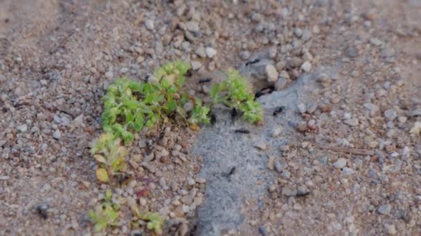 Colonia Delle Formiche Nere Che Lavora Sodo Terra Macro Vista — Video Stock