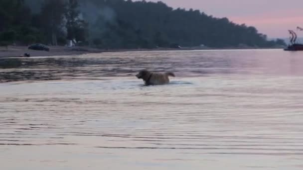 Golden Retriever Dog Playing Sea Sunset Dog Having Fun Water — Stock Video