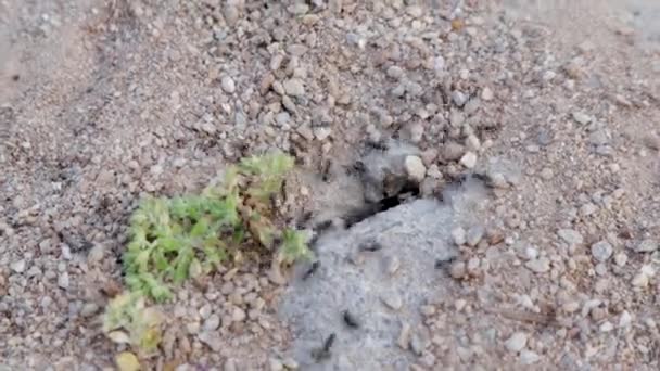 黑蚂蚁在地面上辛勤劳作 工蚁的宏观视图从地下升起石子 — 图库视频影像
