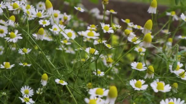 Белые Цветы Зеленом Ботаническом Фоне Цветок Дейзи Раскачивается Ветру Зеленом — стоковое видео