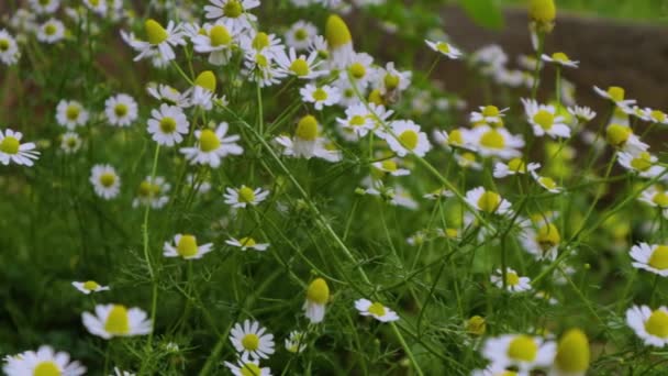 Flores Brancas Margarida Fundo Botânico Verde Daisy Flor Balançar Vento — Vídeo de Stock