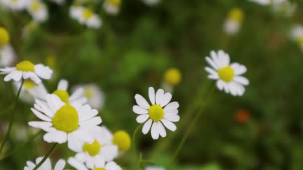 Белые Цветы Зеленом Ботаническом Фоне Цветок Дейзи Раскачивается Ветру Зеленом — стоковое видео