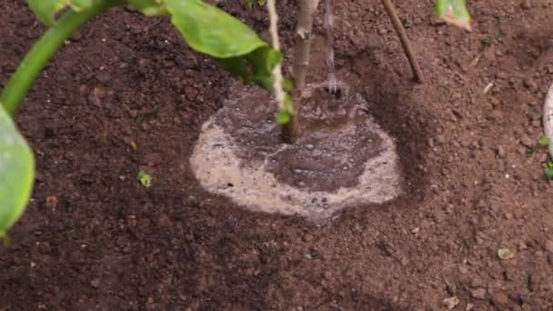 Ποτίζεις Ένα Νεαρό Φυτό Στον Κήπο Ψεκαστήρας Νερού Ψεκάζει Φρέσκο — Αρχείο Βίντεο