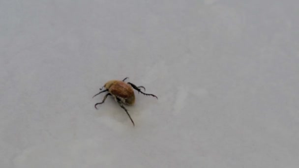 Pequeño Insecto Luchando Por Caminar Suelo Blanco Pequeña Araña Caminando — Vídeos de Stock