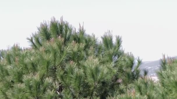 Dennenbomen Zwaaien Een Winderige Zomerdag Beweging Van Takken Van Dennenbomen — Stockvideo