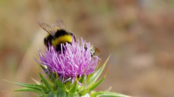 Ενιαία Μέλισσα Συλλογή Γύρη Έξω Από Μωβ Λουλούδι Γαϊδουράγκαθο Γάλα — Αρχείο Βίντεο