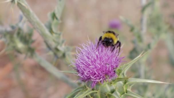 Egyedülálló Méhecske Virágport Gyűjt Lila Tejbogáncs Virág Előtt Botanikus Kertben — Stock videók