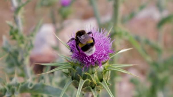 Samostatná Včela Sbírá Pyl Mimo Purpurovou Mléčnou Bodláčí Květinu Botanické — Stock video