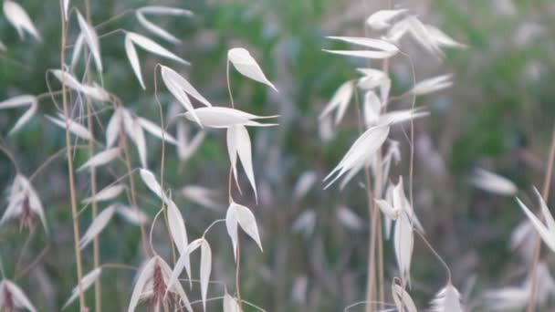 野草在绿地里摇曳 草地上自然的质感在运动 干枯的植物在风中摇曳 — 图库视频影像