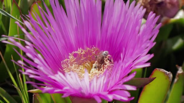 单只蜜蜂在植物园的紫色牛奶茴香花外采集花粉 紫红牛奶 茴香花和熊蜂特写 — 图库视频影像