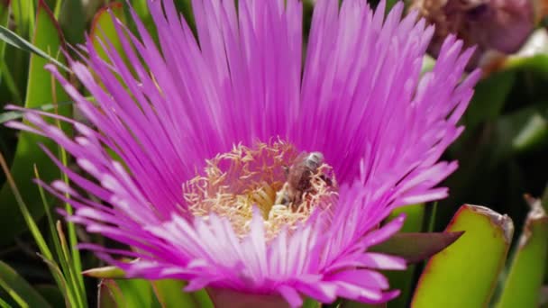 Une Seule Abeille Recueille Pollen Extérieur Fleur Chardon Marie Dans — Video