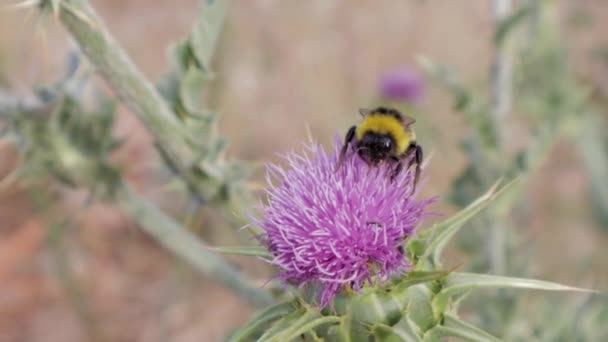 Abelha Única Coletando Pólen Fora Flor Cardo Leite Roxo Jardim — Vídeo de Stock