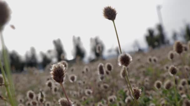 野草在绿地里摇曳 草地上自然的质感在运动 干枯的植物在风中摇曳 — 图库视频影像