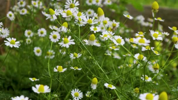 Flores Brancas Margarida Fundo Botânico Verde Daisy Flor Balançar Vento — Vídeo de Stock