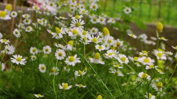 Witte Madeliefjes Bloemen Groene Botanische Achtergrond Daisy Bloem Zwaait Wind — Stockvideo