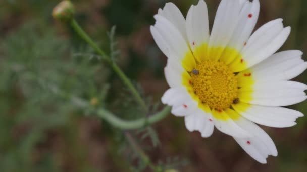 Flores Brancas Margarida Fundo Botânico Verde Daisy Flor Balançar Vento — Vídeo de Stock