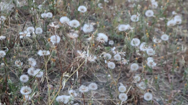 Bahçesinde Olgun Bir Karahindiba Kafası Bekar Genç Dandalion Çiçeği Rüzgarla — Stok fotoğraf