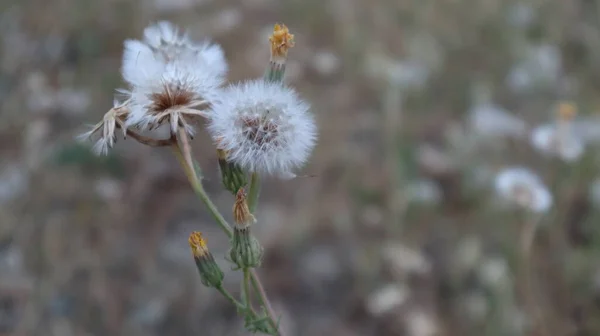 Bahçesinde Olgun Bir Karahindiba Kafası Bekar Genç Dandalion Çiçeği Rüzgarla — Stok fotoğraf