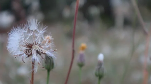 自宅の庭でタンポポの頭を熟す 単一の若いタンポポの花は風に対処します — ストック写真