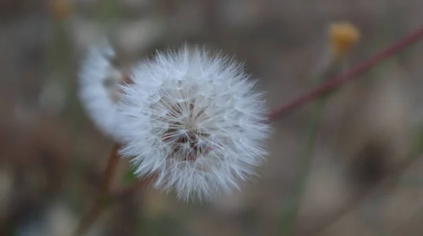 Zralá Pampeliška Domácí Zahradě Svobodný Mladý Dandalionský Květ Vyrovnává Větrem — Stock fotografie