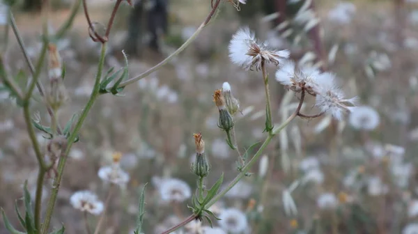 自宅の庭でタンポポの頭を熟す 単一の若いタンポポの花は風に対処します — ストック写真