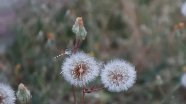 Dente Leone Maturo Testa Giardino Casa Singolo Giovane Fiore Dandalion — Foto Stock