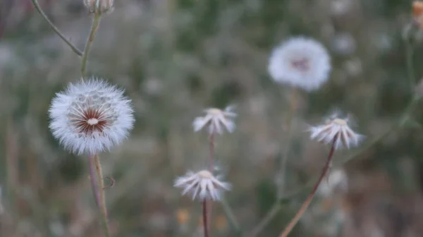 Bahçesinde Olgun Bir Karahindiba Kafası Bekar Genç Dandalion Çiçeği Rüzgarla — Stok fotoğraf