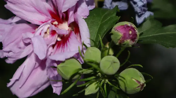 Цветок Бугенвиллии Мягкого Цвета Выделенный Естественном Зеленом Фоне — стоковое фото