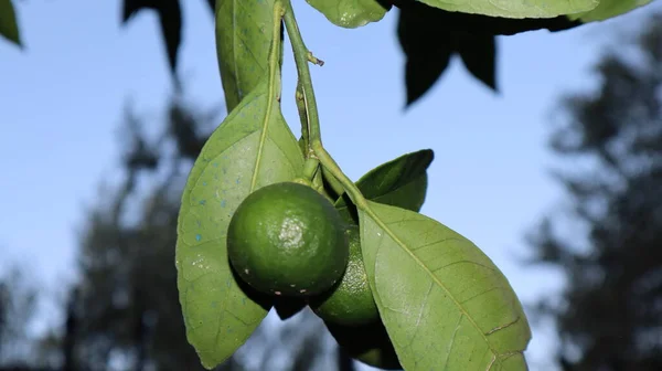 Limones Verdes Orgánicos Frescos Que Cuelgan Rama Del Árbol Jardín — Foto de Stock