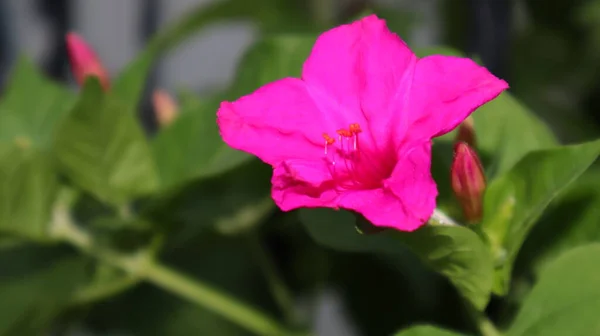 Impatiens Balsaminaのクローズアップ 明るい紫色のタッチ 私ではない花 ピンクの花を咲かせます — ストック写真