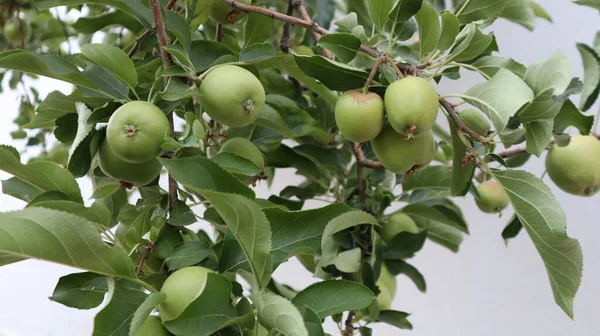 Fresh Organic Green Apples Hanging Tree Branch Botanic Garden Apple — Stock Photo, Image