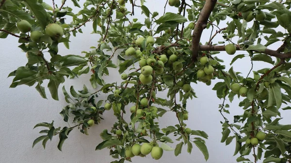 Friss Organikus Zöld Almák Lógnak Botanikus Kert Faágáról Alma Tele — Stock Fotó