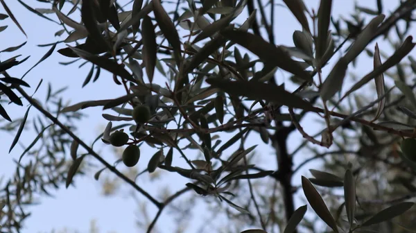 Unreife Und Unreife Oliven Mit Blättern Olivenbaum Unberührte Oliven Hängen — Stockfoto