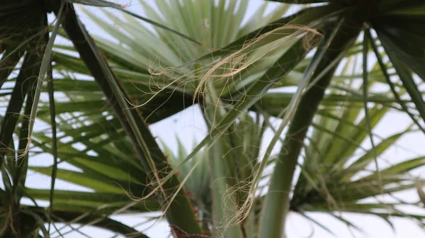 Patrón Textura Fondo Palmera Vieja Primer Plano Fondo Oscuro — Foto de Stock