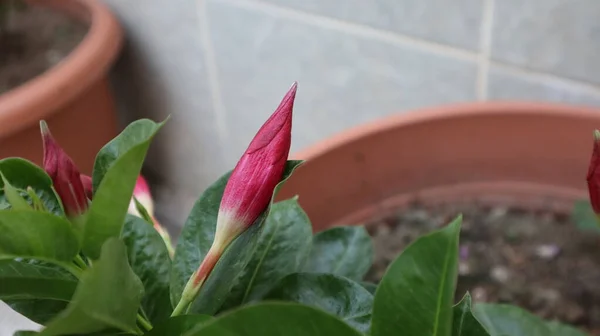 Primer Plano Impatiens Balsamina Brillante Púrpura Touch Flores Flor Flor — Foto de Stock