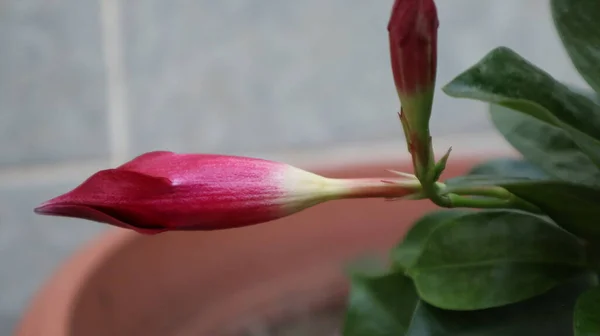 Primer Plano Impatiens Balsamina Brillante Púrpura Touch Flores Flor Flor —  Fotos de Stock