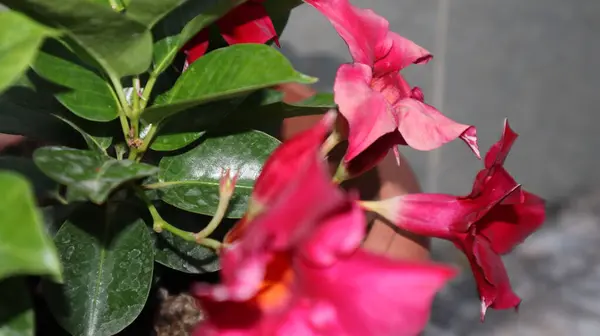 Impatiens Balsaminaのクローズアップ 明るい紫色のタッチ 私ではない花 ピンクの花を咲かせます — ストック写真