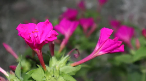Detailní Záběr Netrpělivých Balsamina Jasně Fialové Touch Květiny Kvetoucí Růžová — Stock fotografie