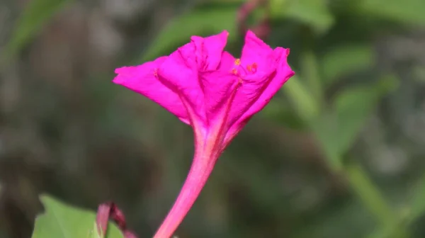 Großaufnahme Von Impatiens Balsamina Leuchtend Violetten Touch Blüten Blühende Rosa — Stockfoto