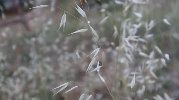 Torkad Lövkvist Den Vilda Naturen Sommaren Närbild Torkade Blad Med — Stockfoto