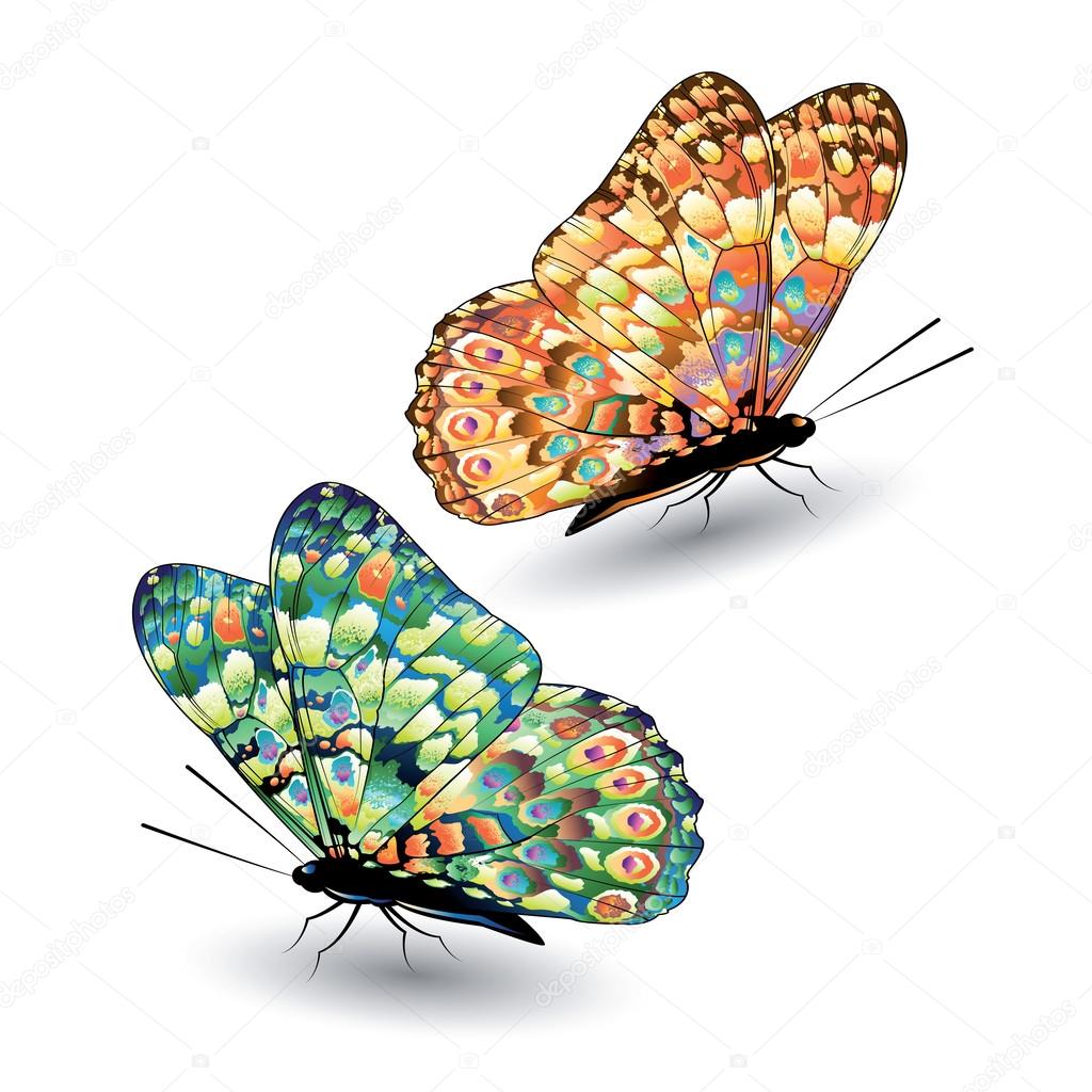 Real Butterfly Images – Browse 3,885 Stock Photos, Vectors, and