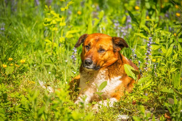 Jonge hond in de weide gras leggen — Stockfoto