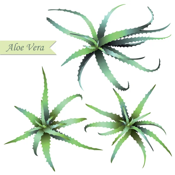 Set di piante di aloe vera . — Vettoriale Stock