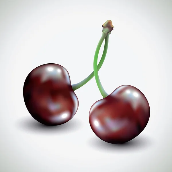 Pair of cherries isolated on white background. — Stock Vector