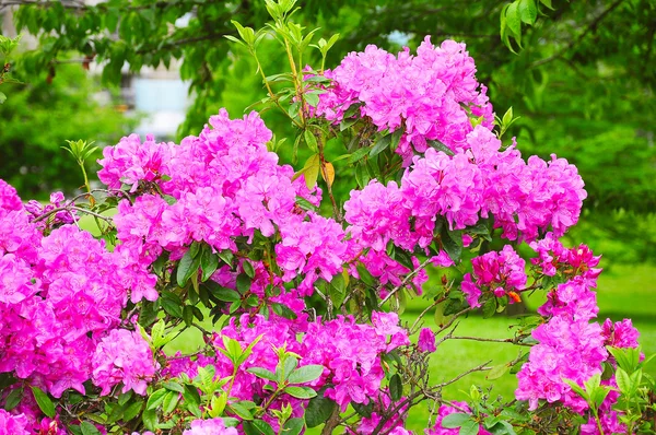 Muchas flores de Rhododendron Azalea . —  Fotos de Stock