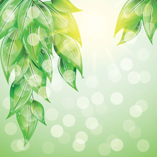 Green leaves on colorful background. — Stock Vector