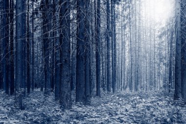 Uzun boylu eski çam ağaçları orman. 