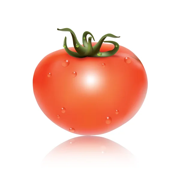 Kırmızı taze domates. — Stok Vektör