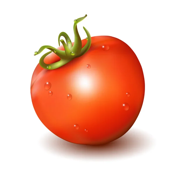 Tomat merah segar diisolasi pada latar belakang putih . - Stok Vektor